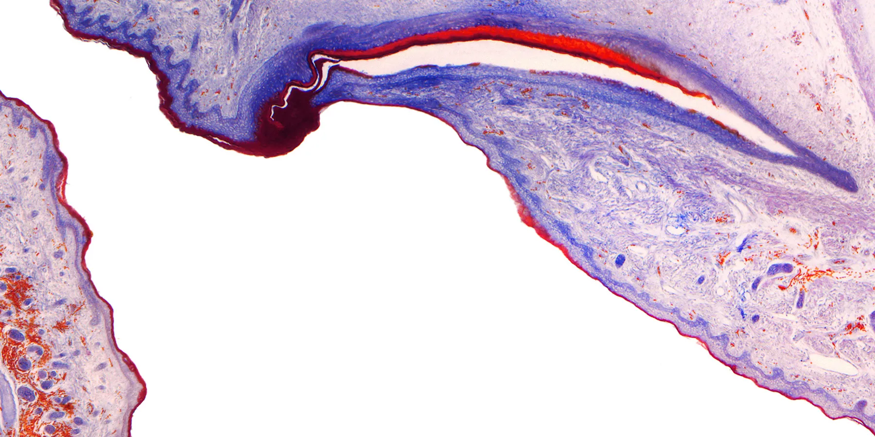 pathology