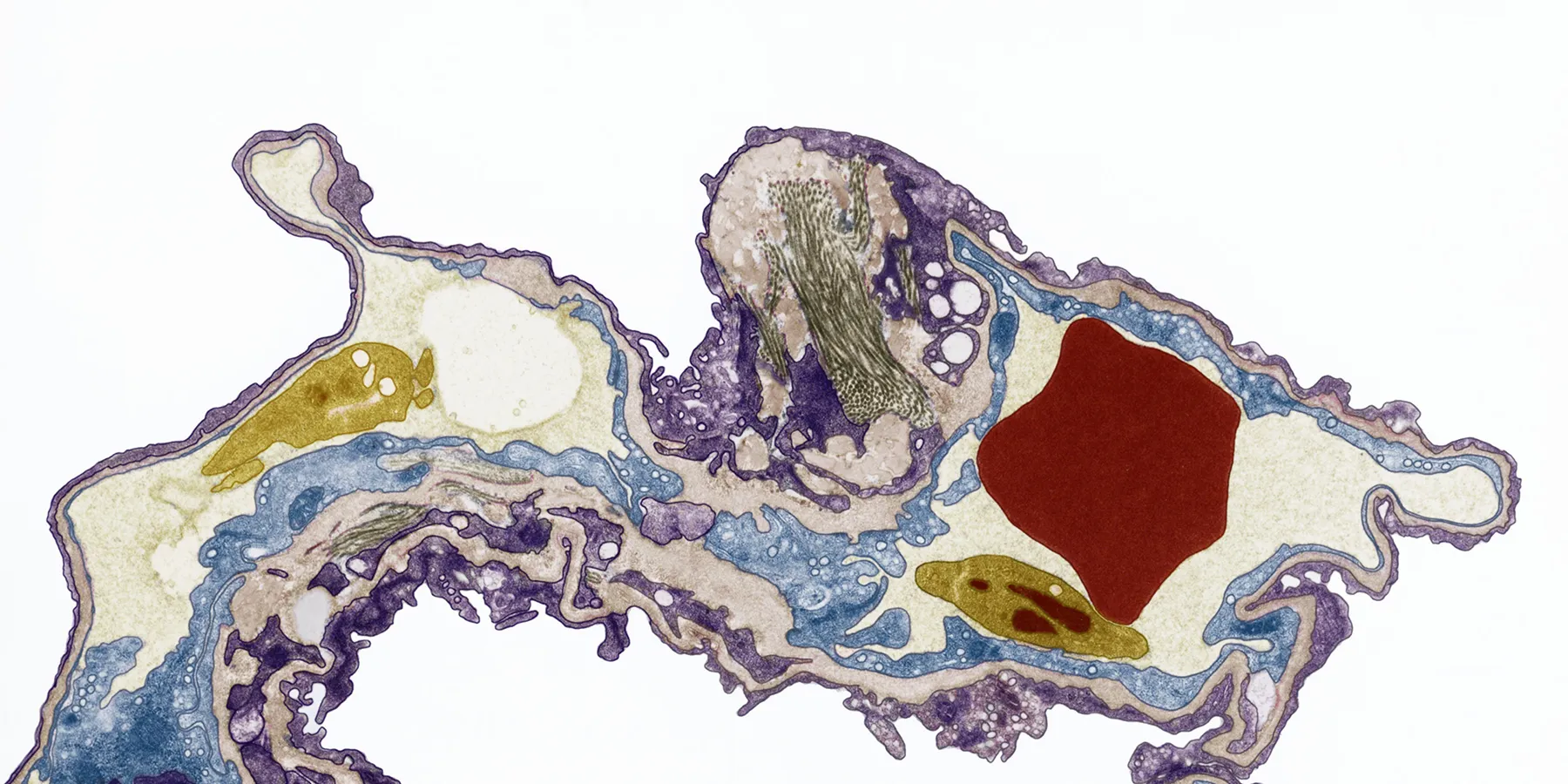 pathology