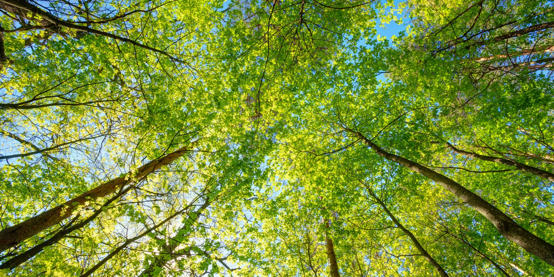 trees