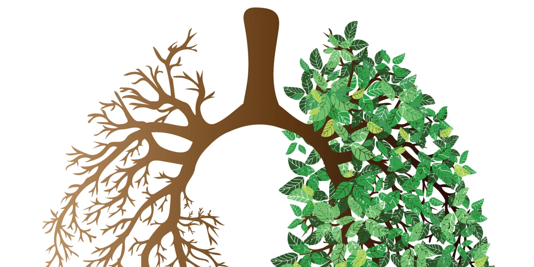 lungs