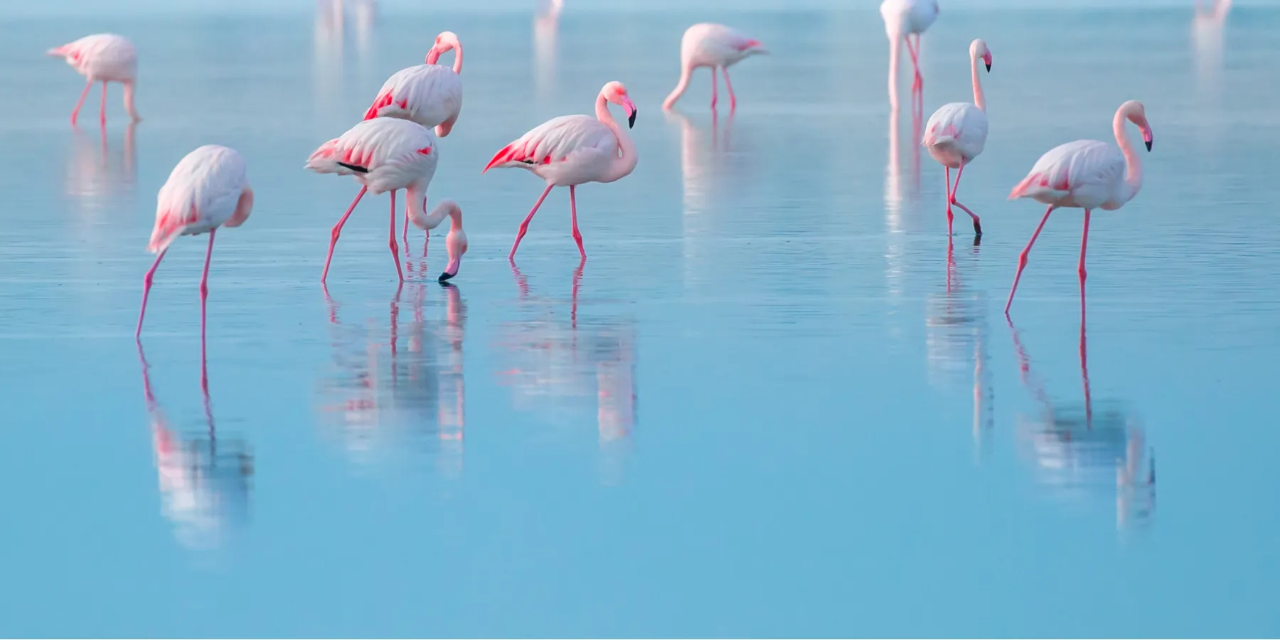 reflection