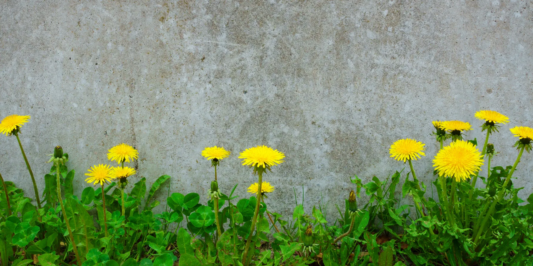 survivorship