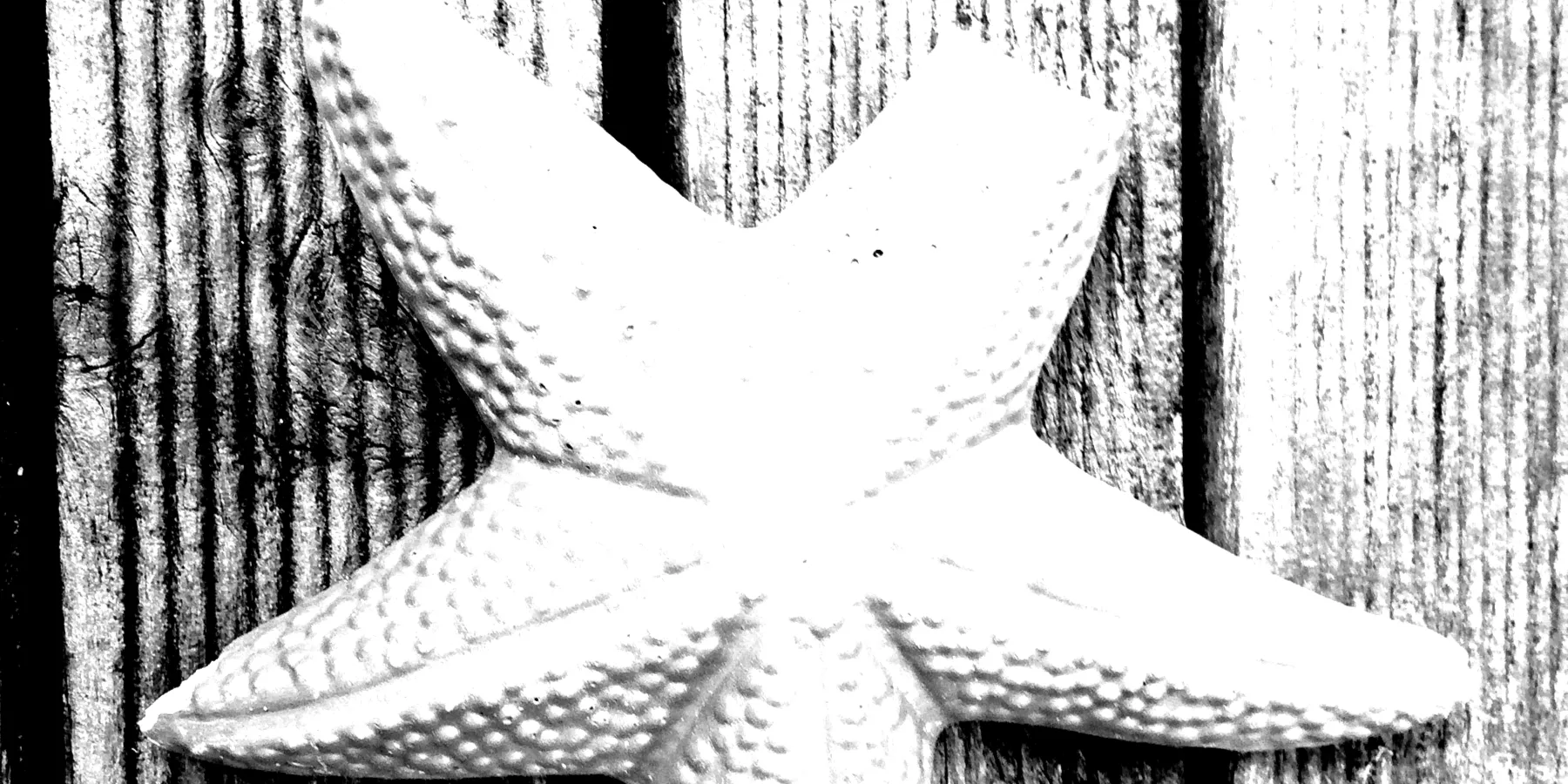starfish