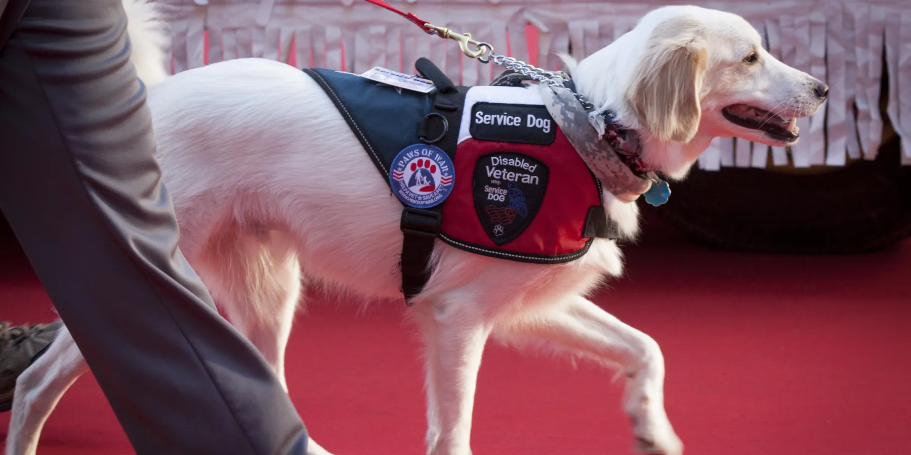service dog