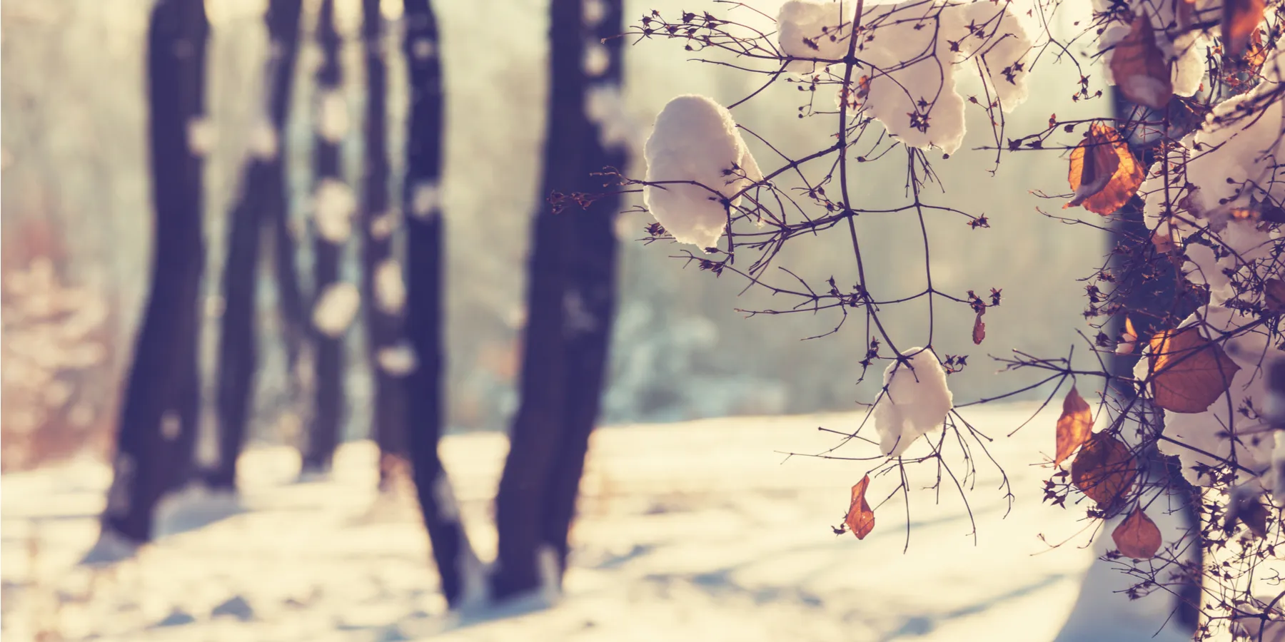 winter