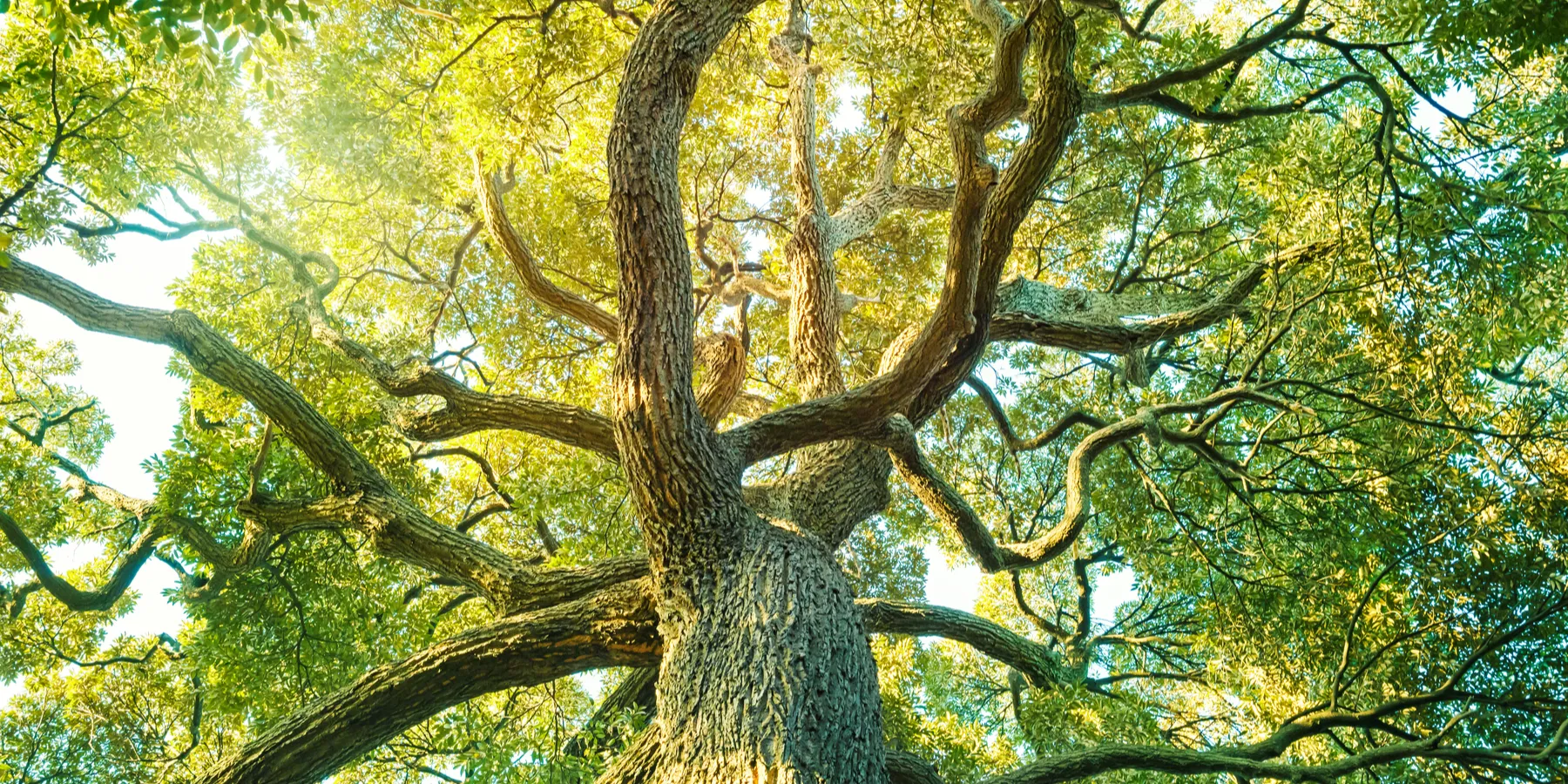 ecological approach