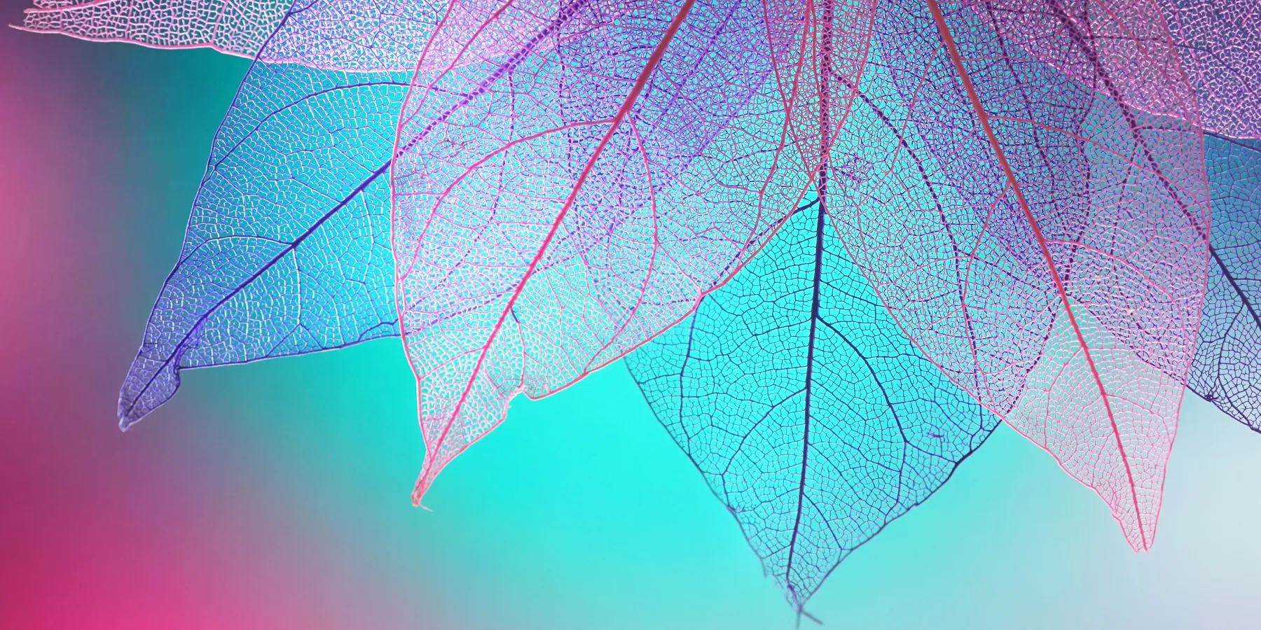 transparency