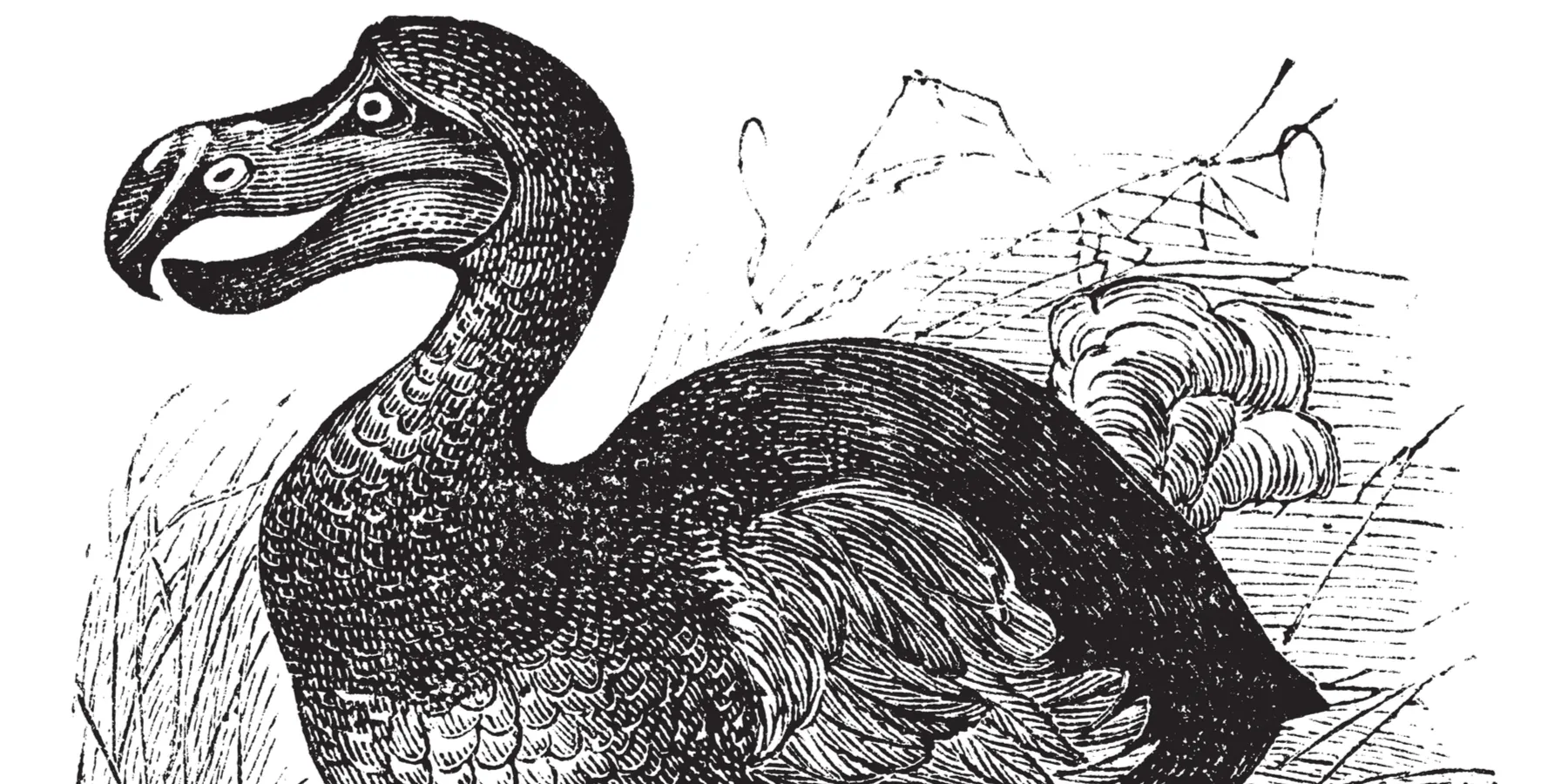 Dodo