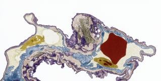 pathology