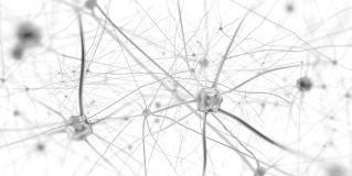 neurons