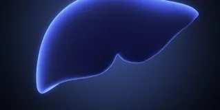 liver
