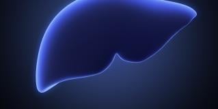 liver