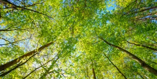 trees