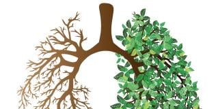 lungs