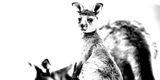 Joey