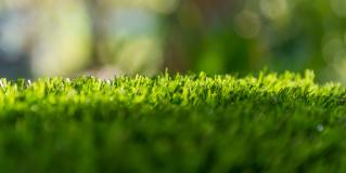turf