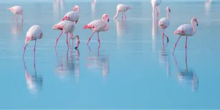 reflection