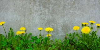 survivorship