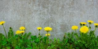 survivorship