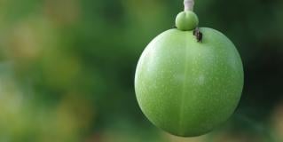 suicide tree fruit