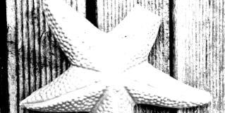starfish