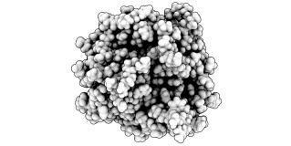 prostate specific antigen