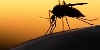 mosquito