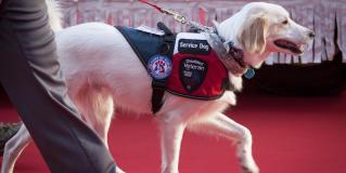 service dog