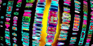gene sequencing