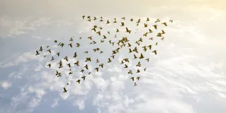 expansive co-creation