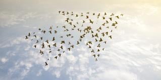 expansive co-creation