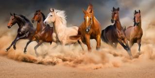 six horses and equus