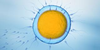 human egg