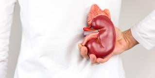 second kidney 