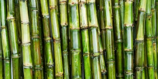 sugar cane