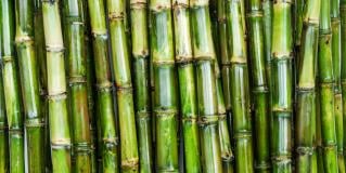 sugar cane