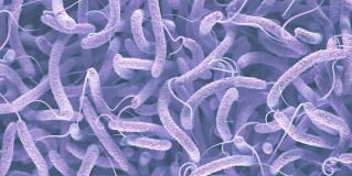 cholera