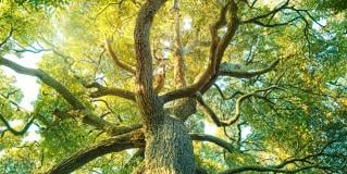 ecological approach