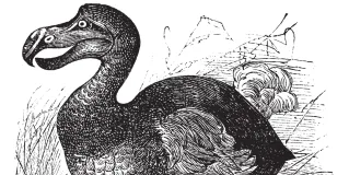 Dodo