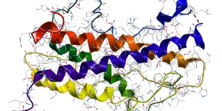 human growth hormone
