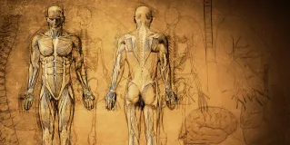 gross anatomy
