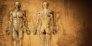 gross anatomy