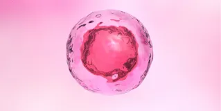 embryonic stem cell