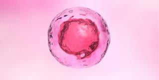 embryonic stem cell