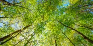 trees