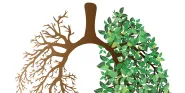 lungs