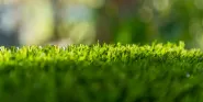 turf