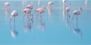 reflection