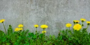 survivorship