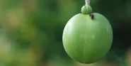 suicide tree fruit
